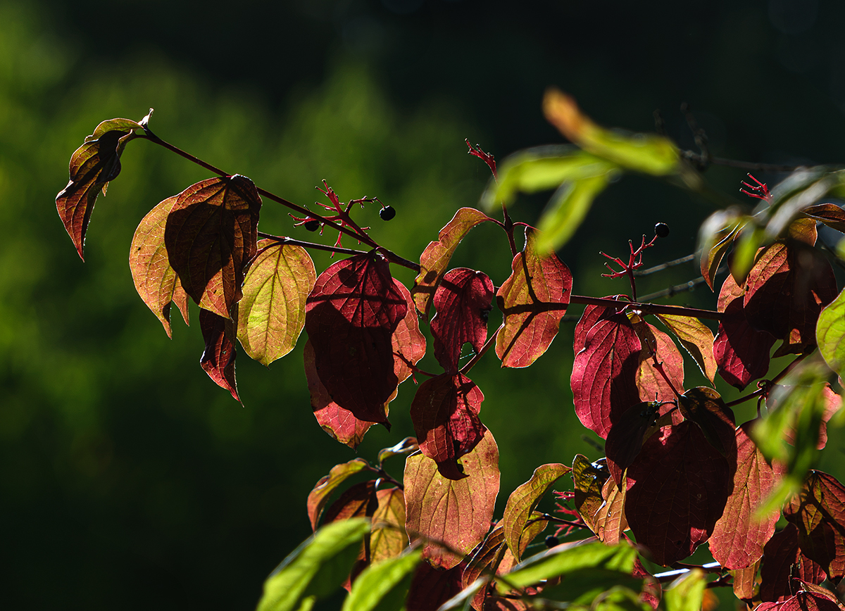 Herbst.jpg