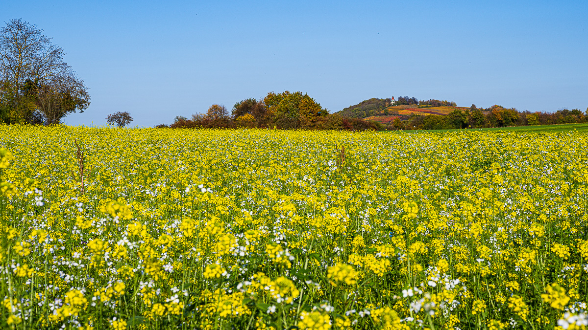 Herbst-Letzenberg-2155.jpg