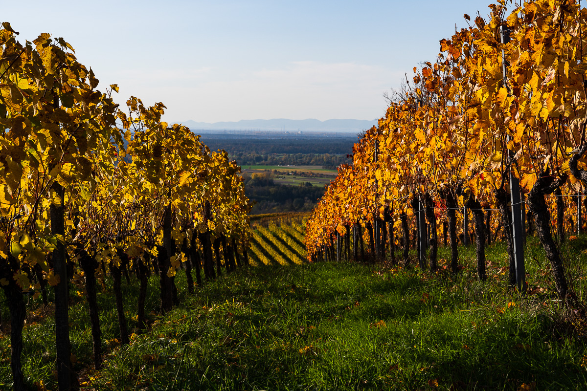 Herbst-Letzenberg-2171.jpg