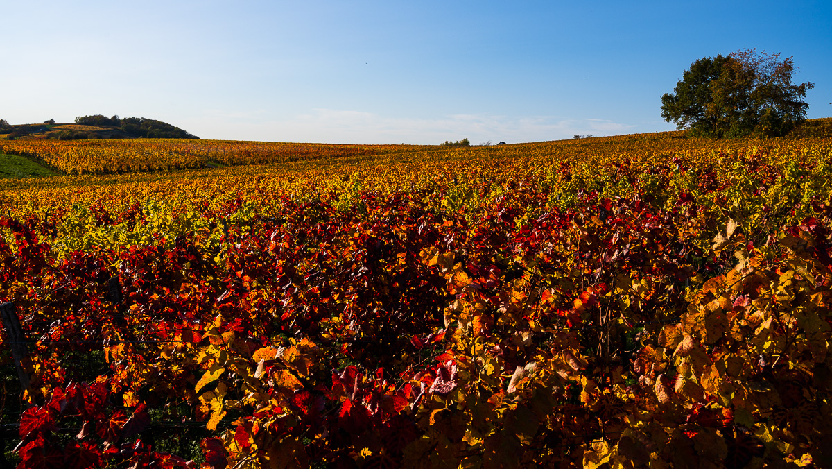 Herbst-Letzenberg-2174.jpg