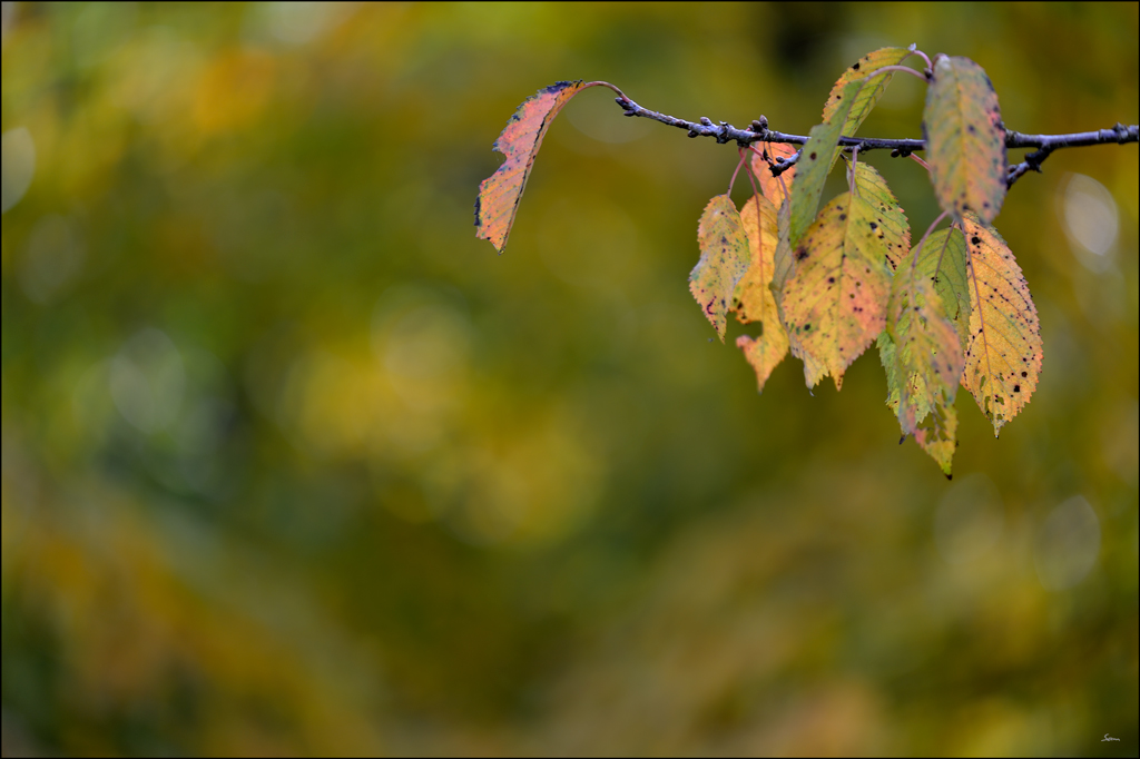 Herbst PZ14551