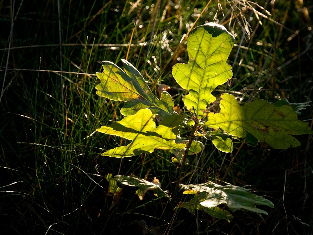 Herbst