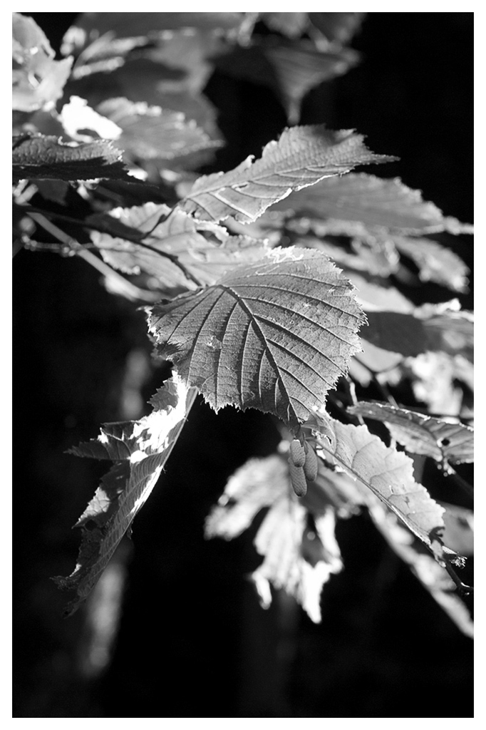 Herbst