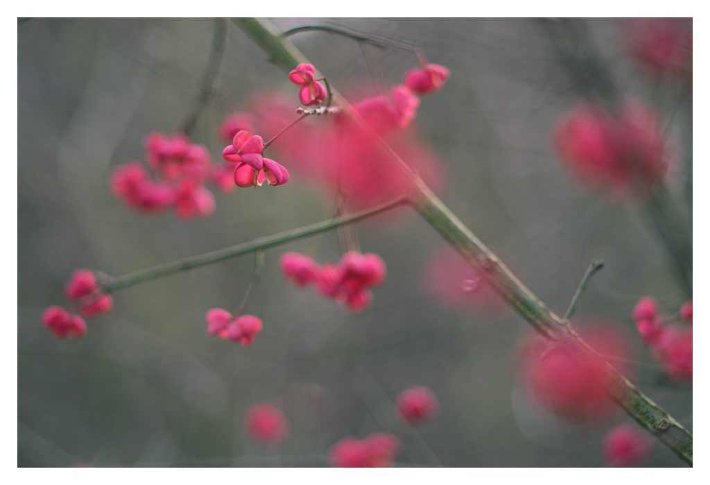 herbst