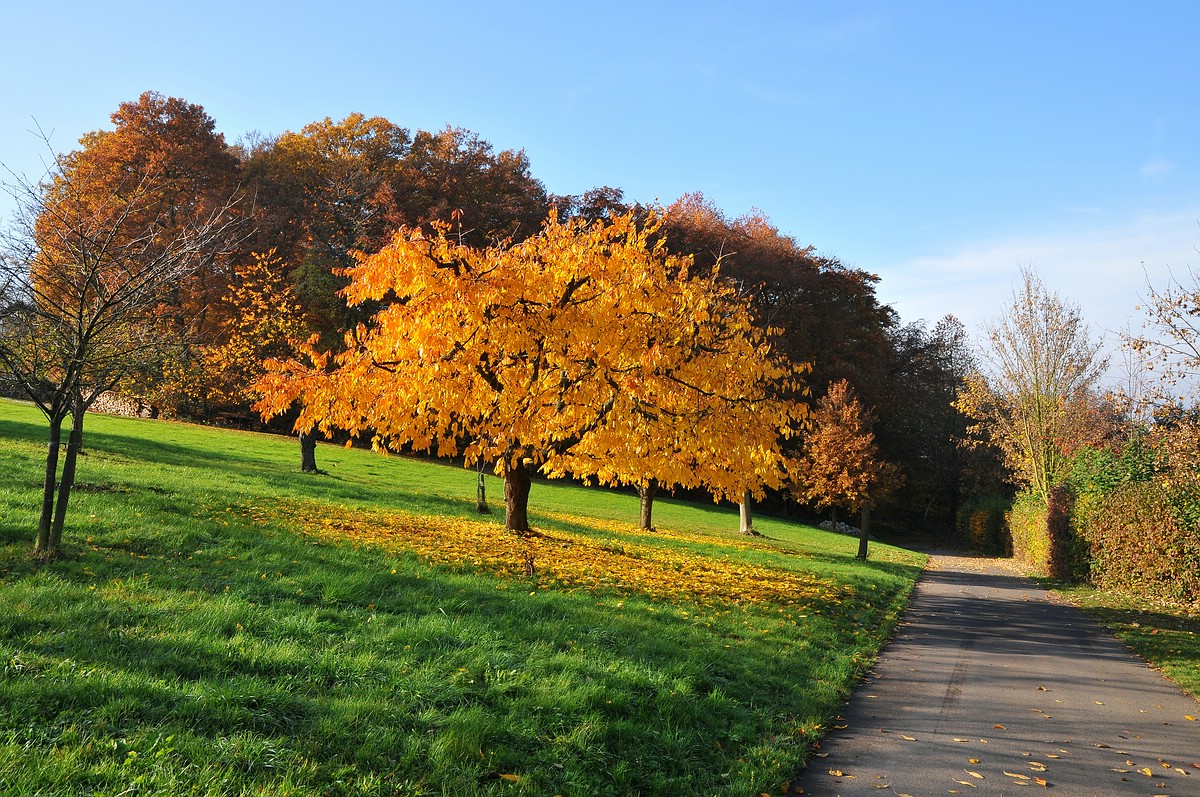 Herbst