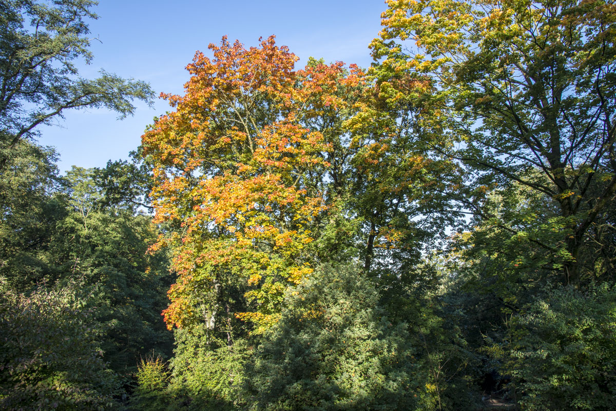 Herbst