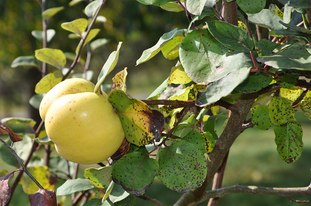 Herbst