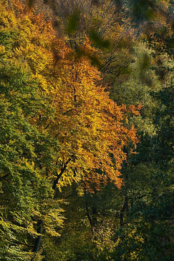 Herbst