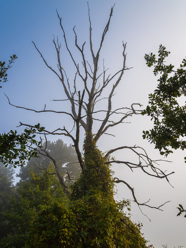 Herbst004a