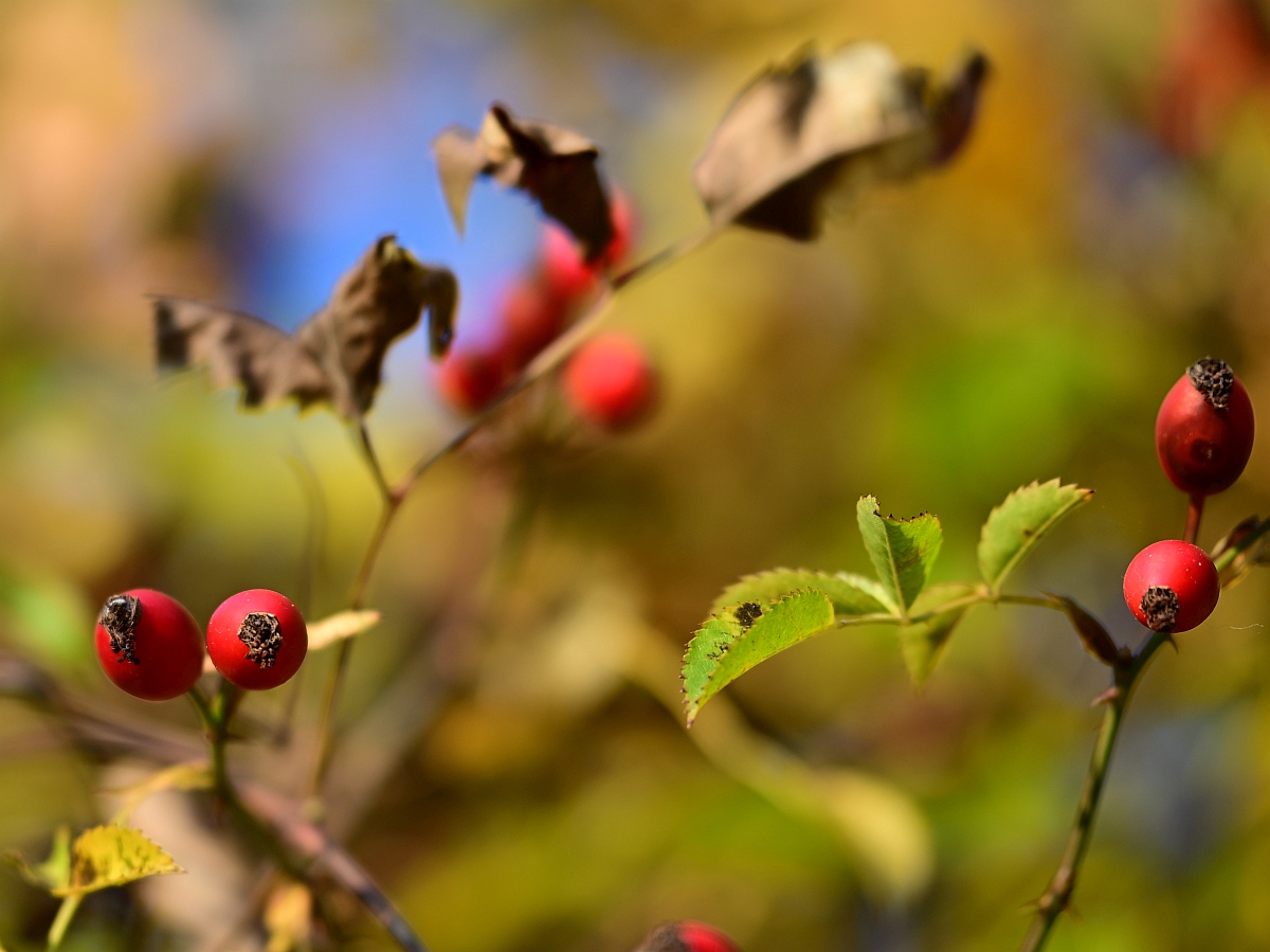 herbst01.jpg