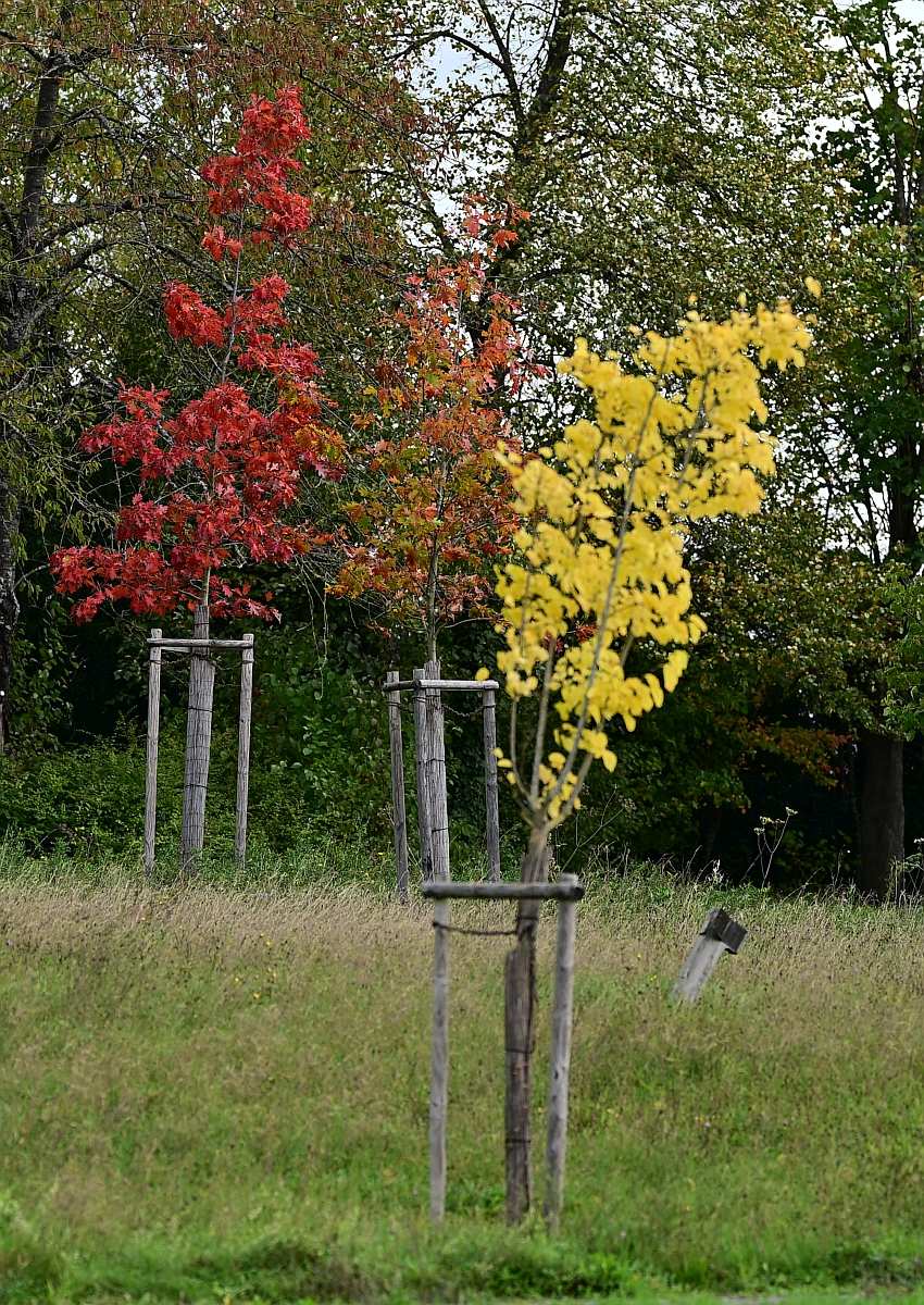 Herbst04.jpg
