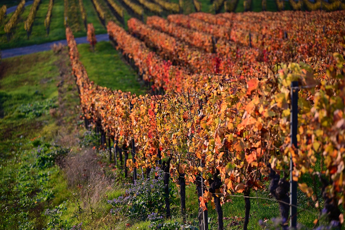 herbst04.jpg
