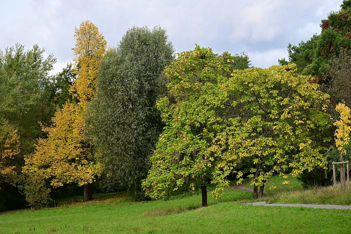 Herbst05.jpg