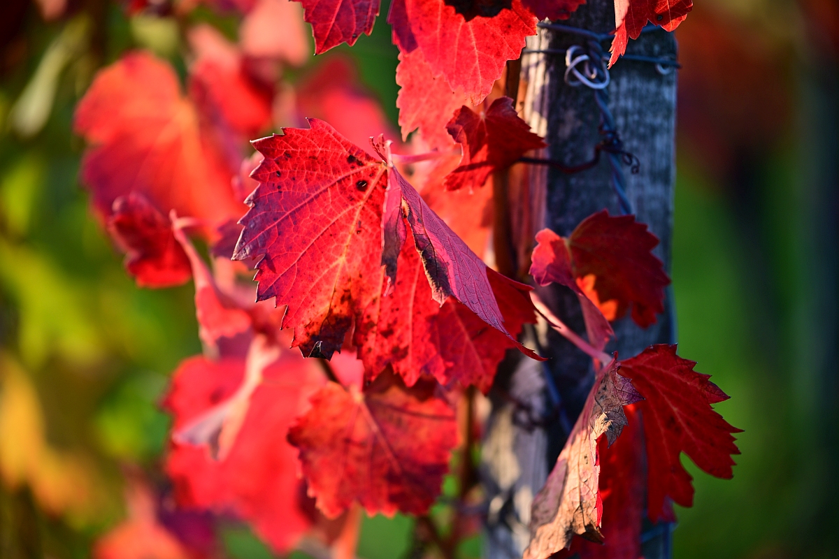 herbst05.jpg