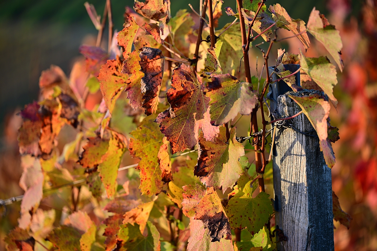 herbst06.jpg