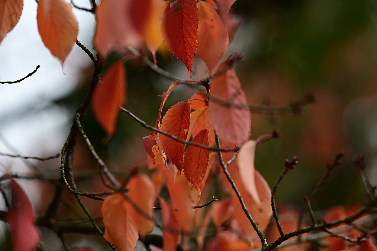 Herbst07.jpg