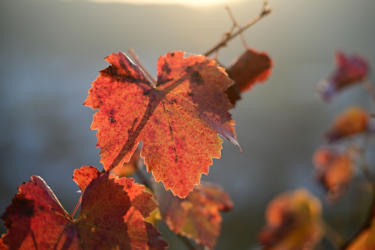 herbst07.jpg