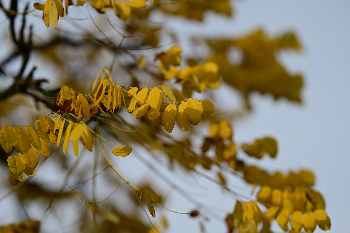 Herbst08.jpg