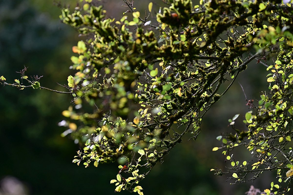 Herbst09.jpg