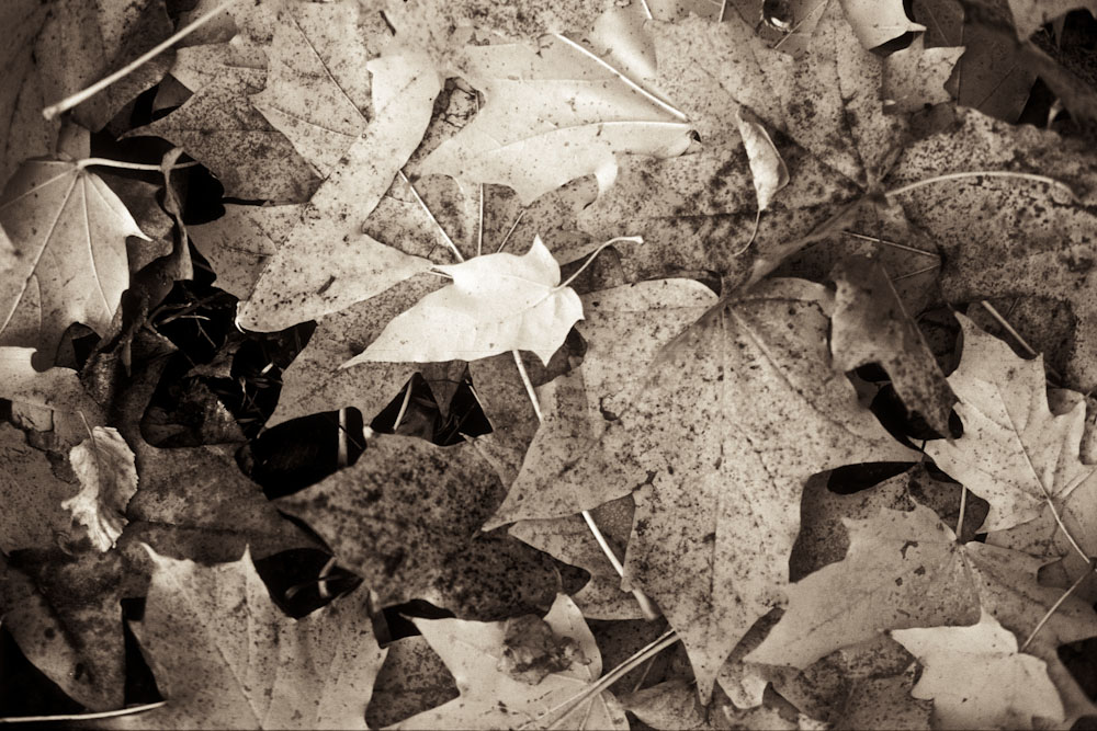 herbst09