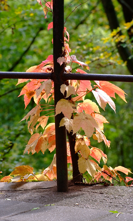 herbst1