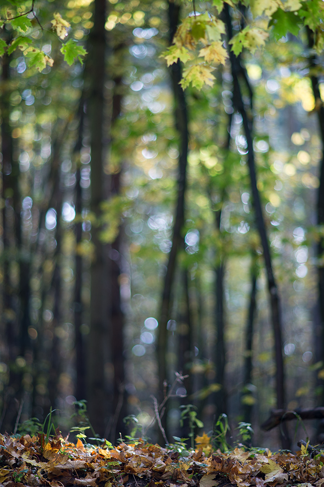 herbst1