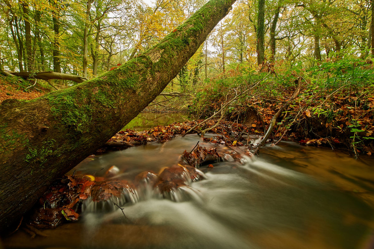 Herbst1