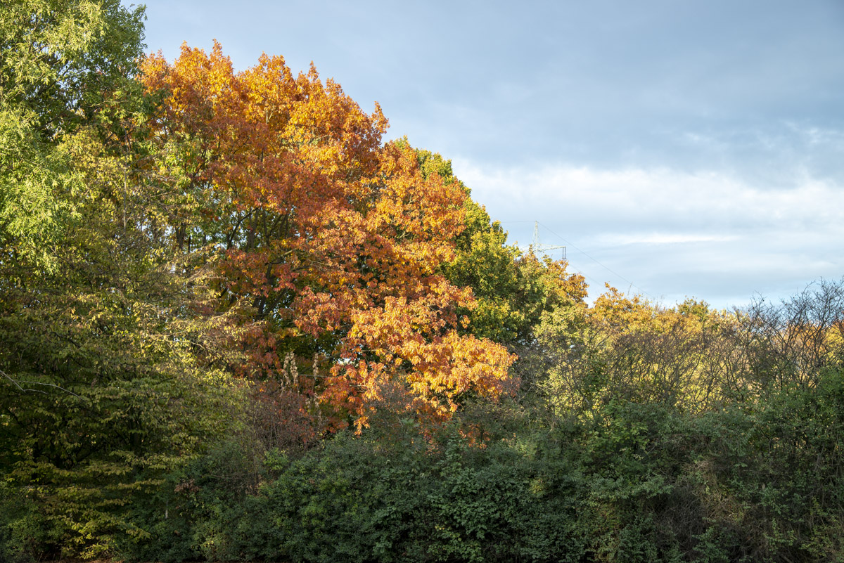 Herbst1