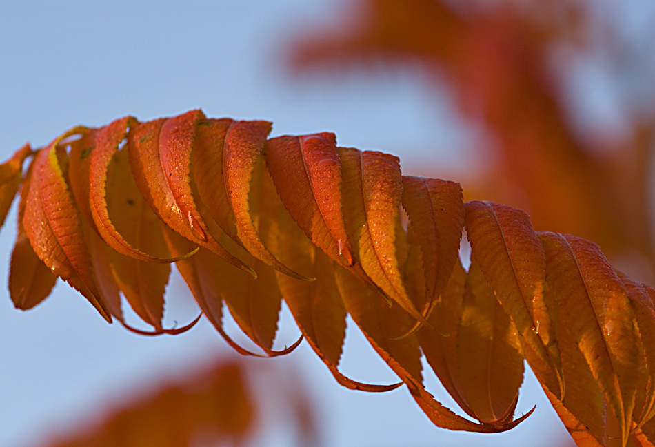 herbst1