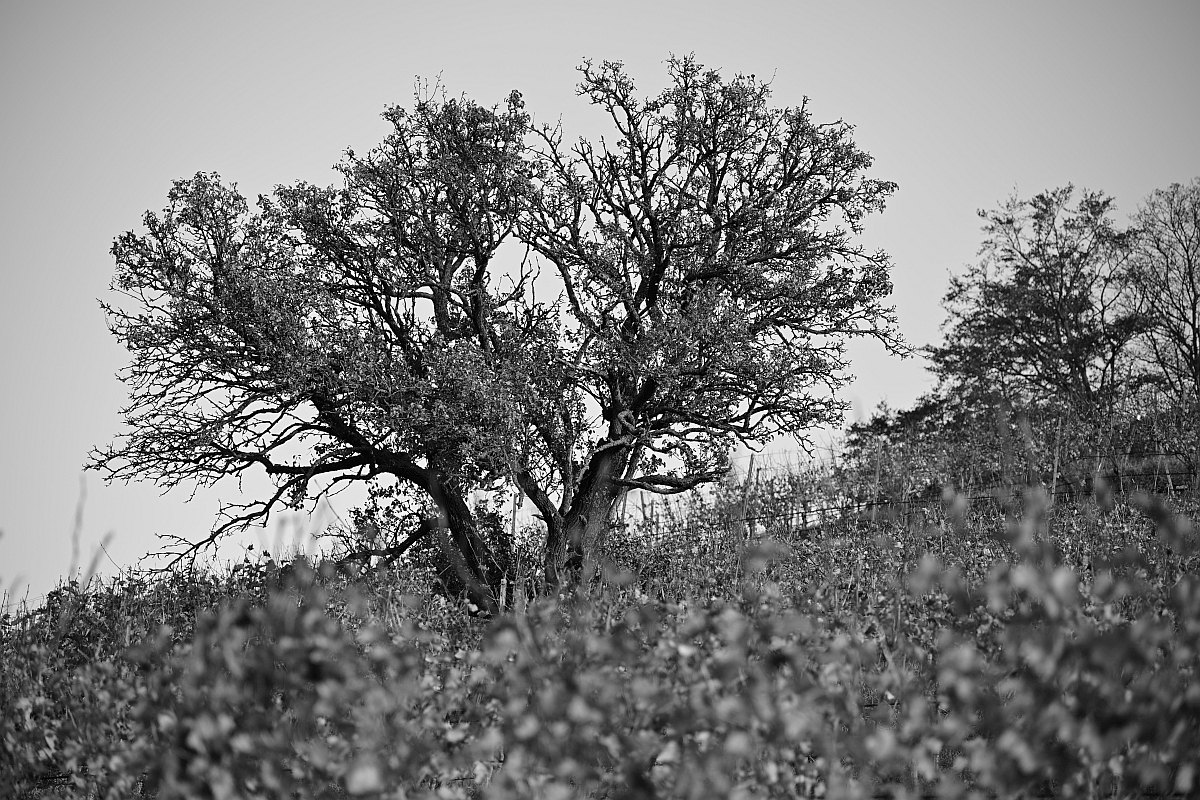 herbst10.jpg