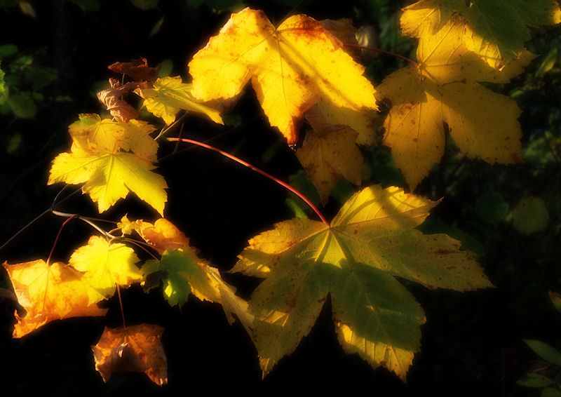 herbst10