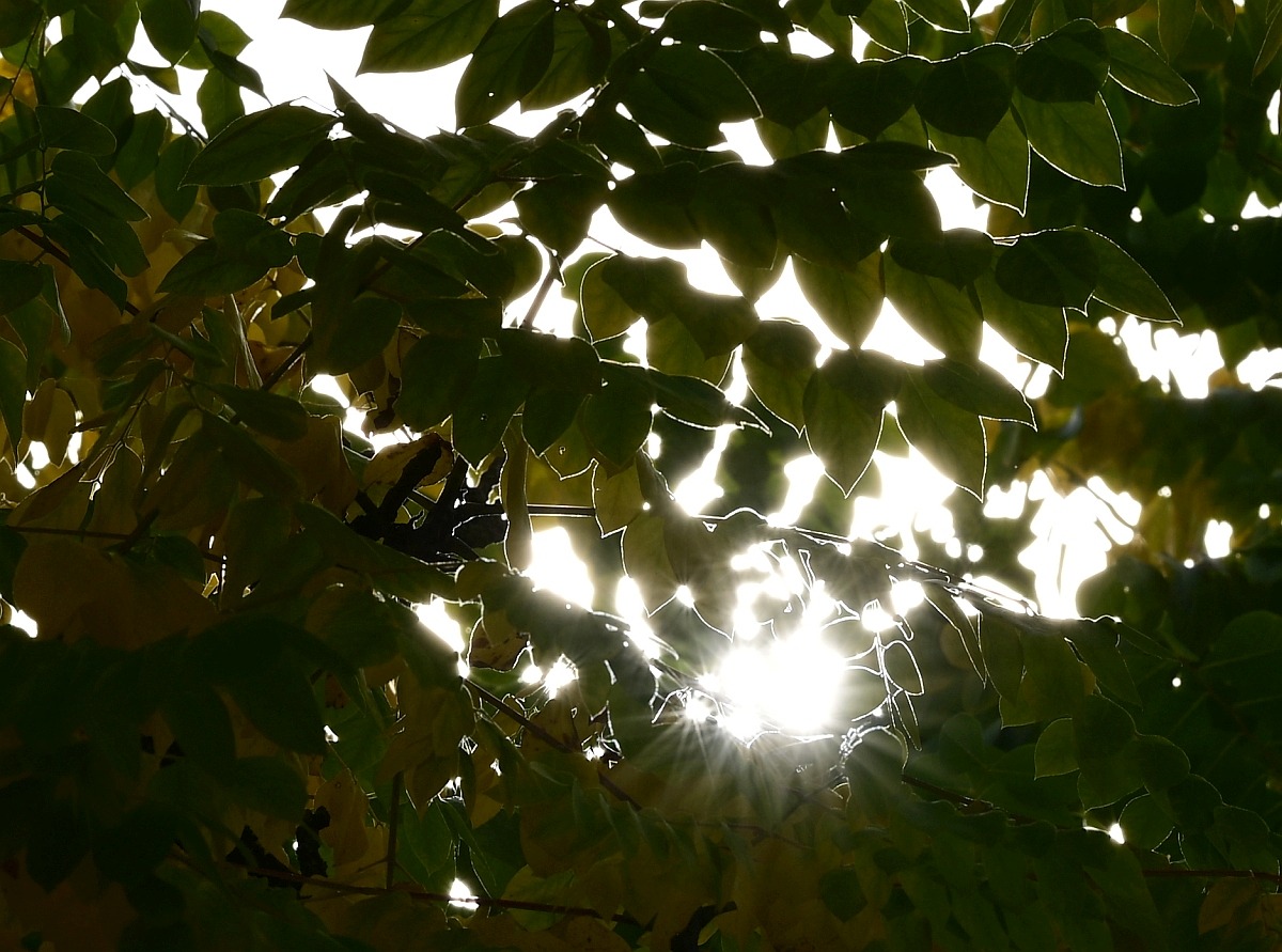 Herbst11.jpg