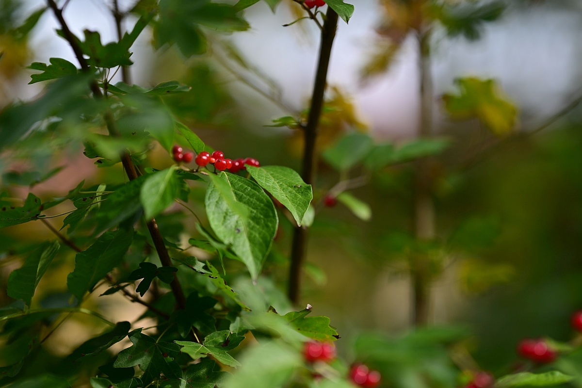 Herbst13.jpg