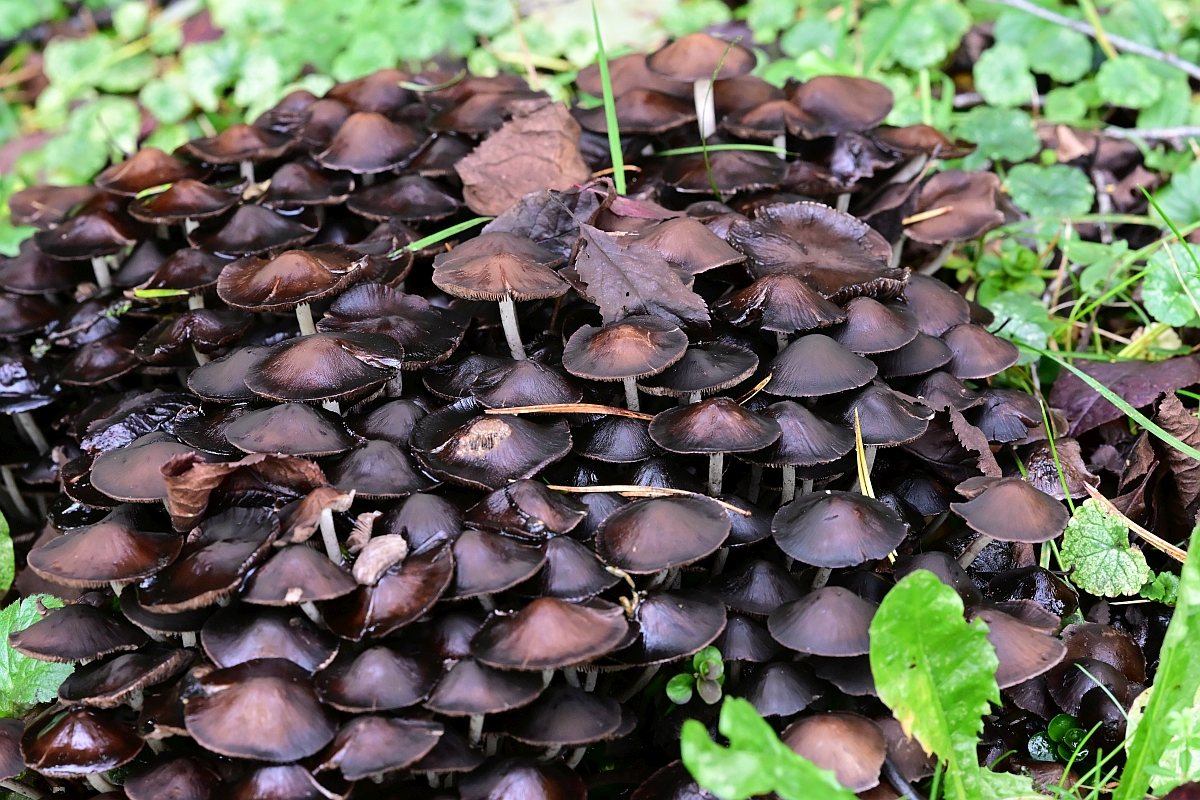 Herbst14.jpg