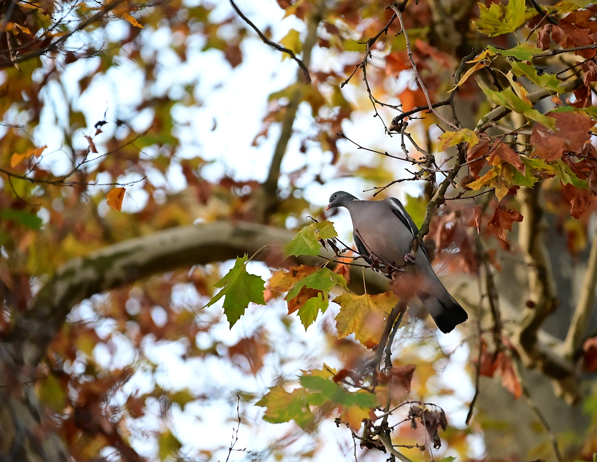 herbst14.jpg