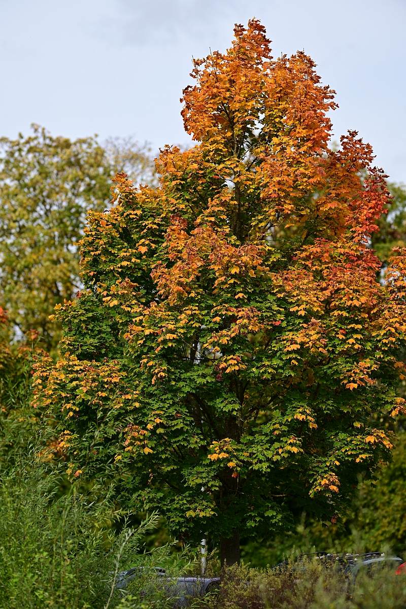 Herbst16.jpg