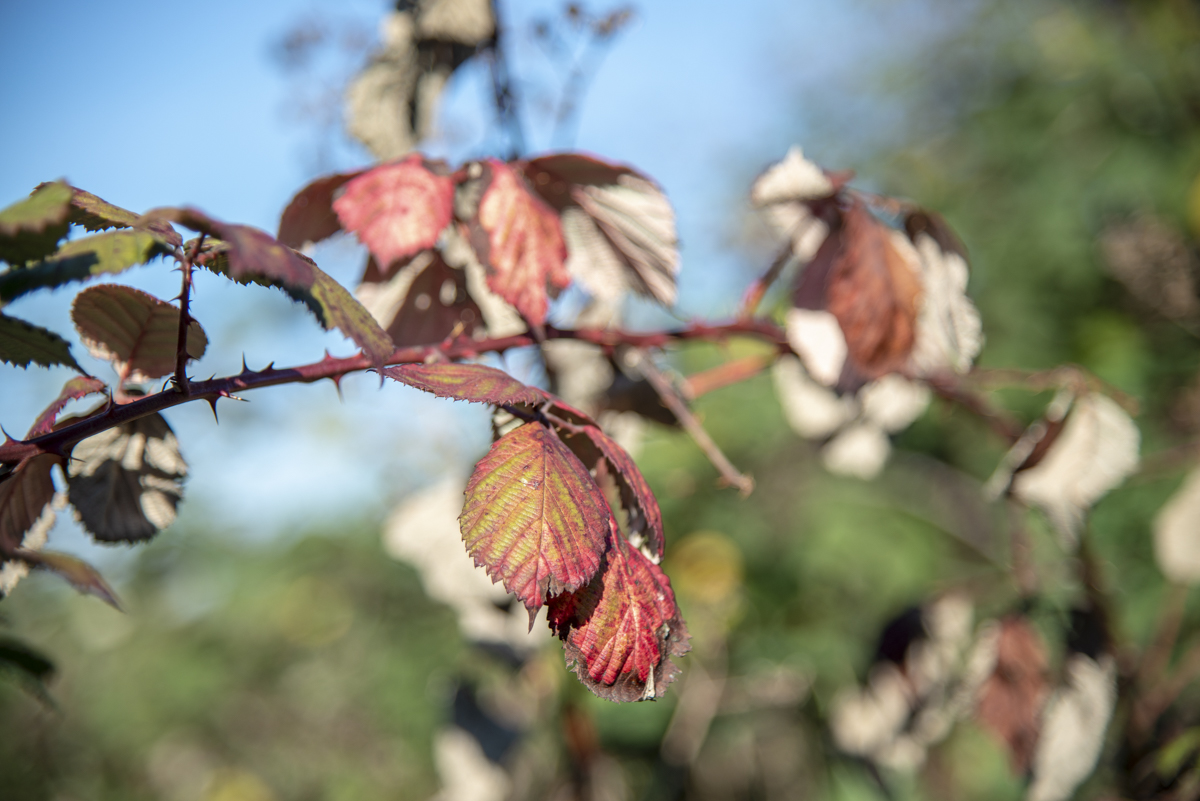 Herbst2
