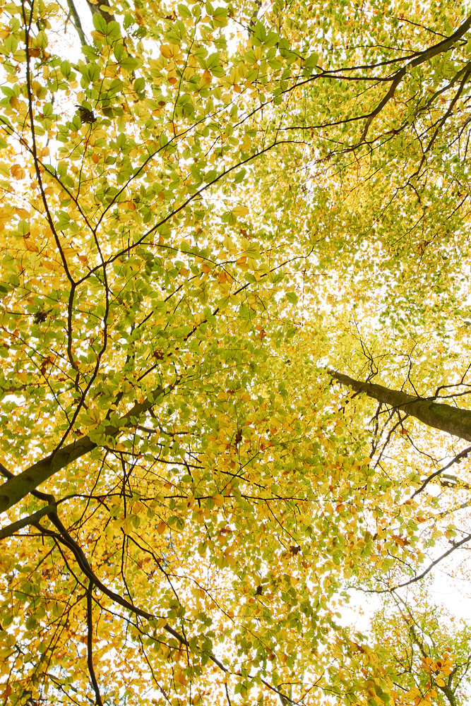 Herbst20
