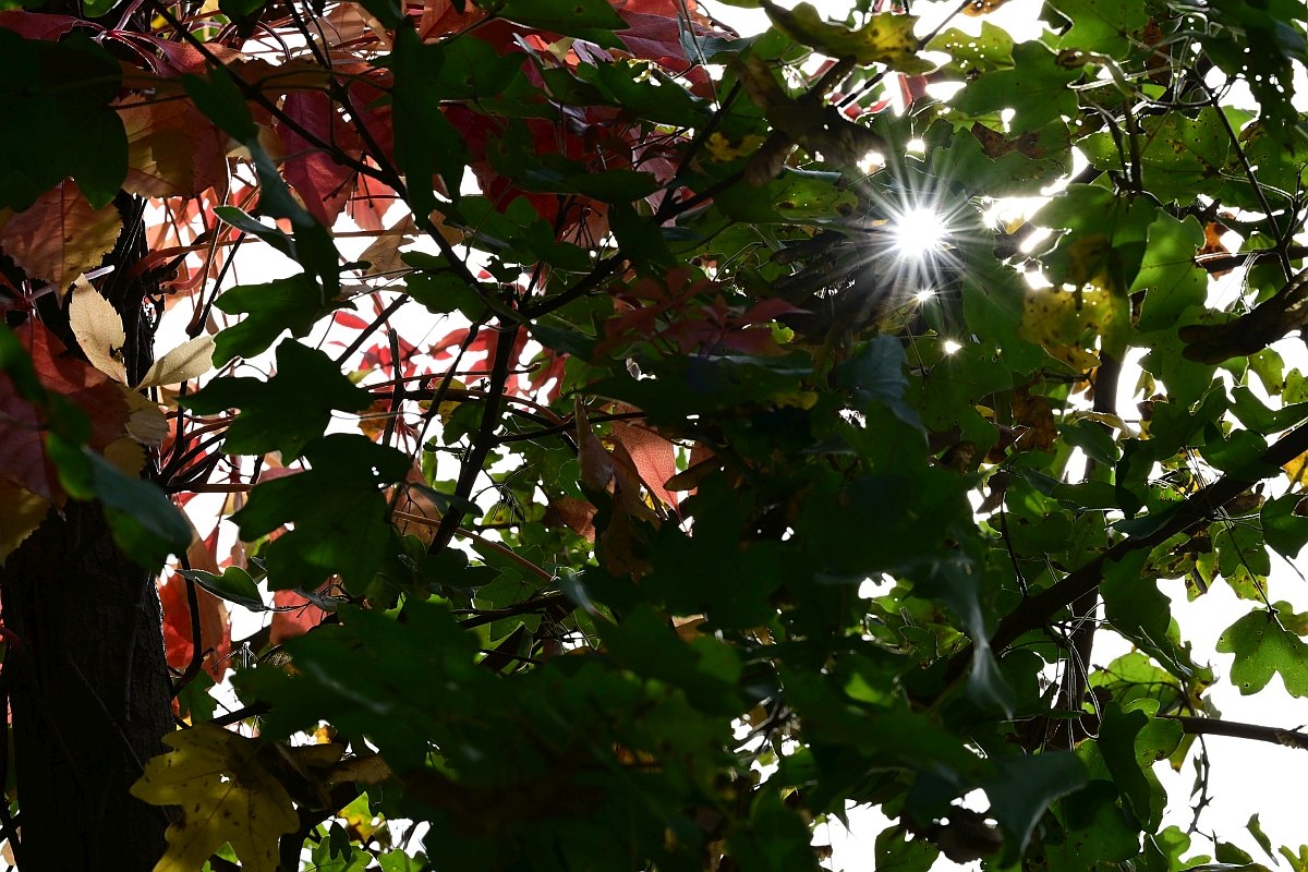 Herbst22.jpg