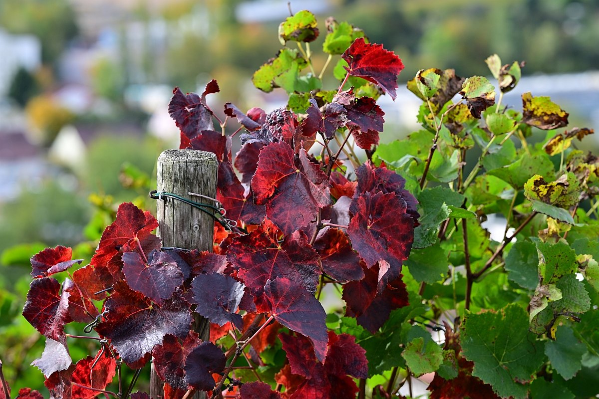 Herbst27.jpg