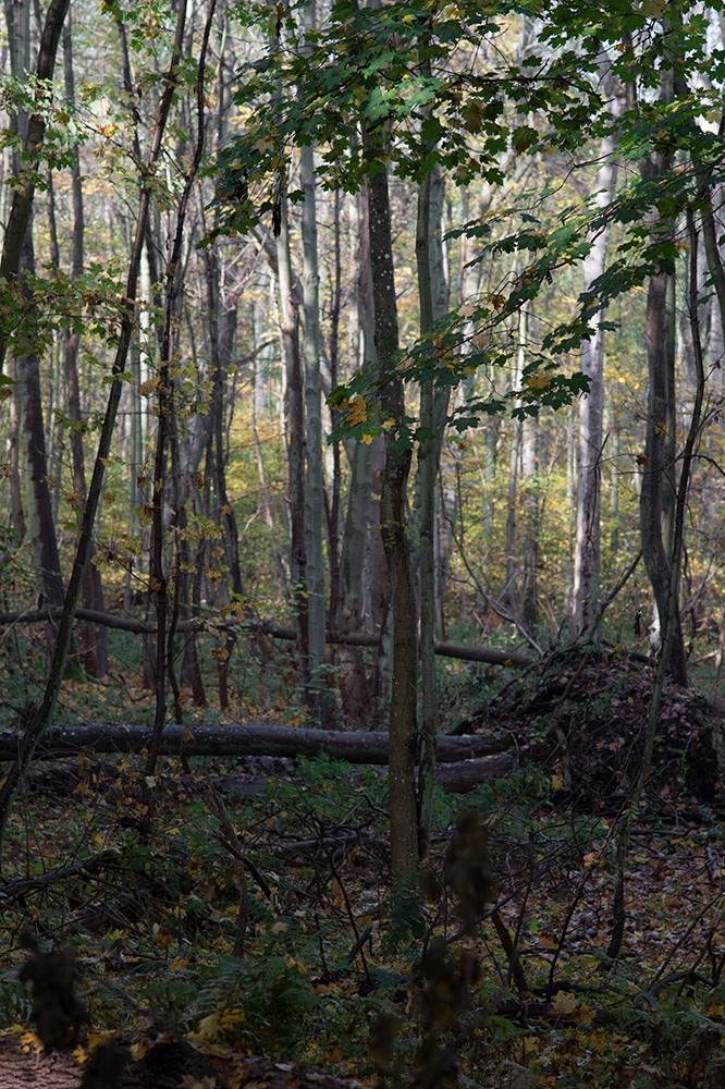 herbst6