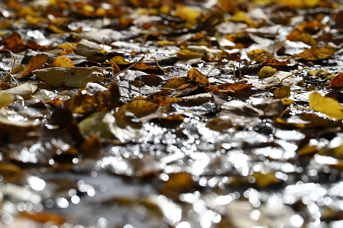 Herbst_11.jpg
