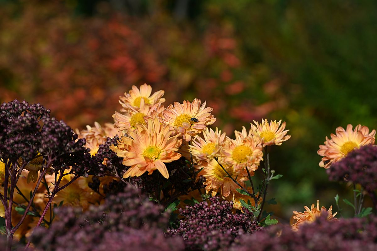 Herbst_15.jpg