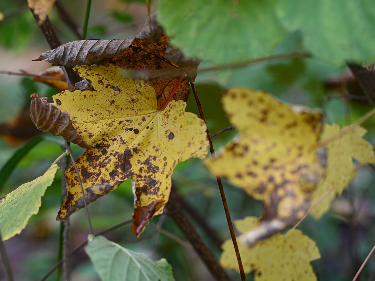 Herbst_21.jpg