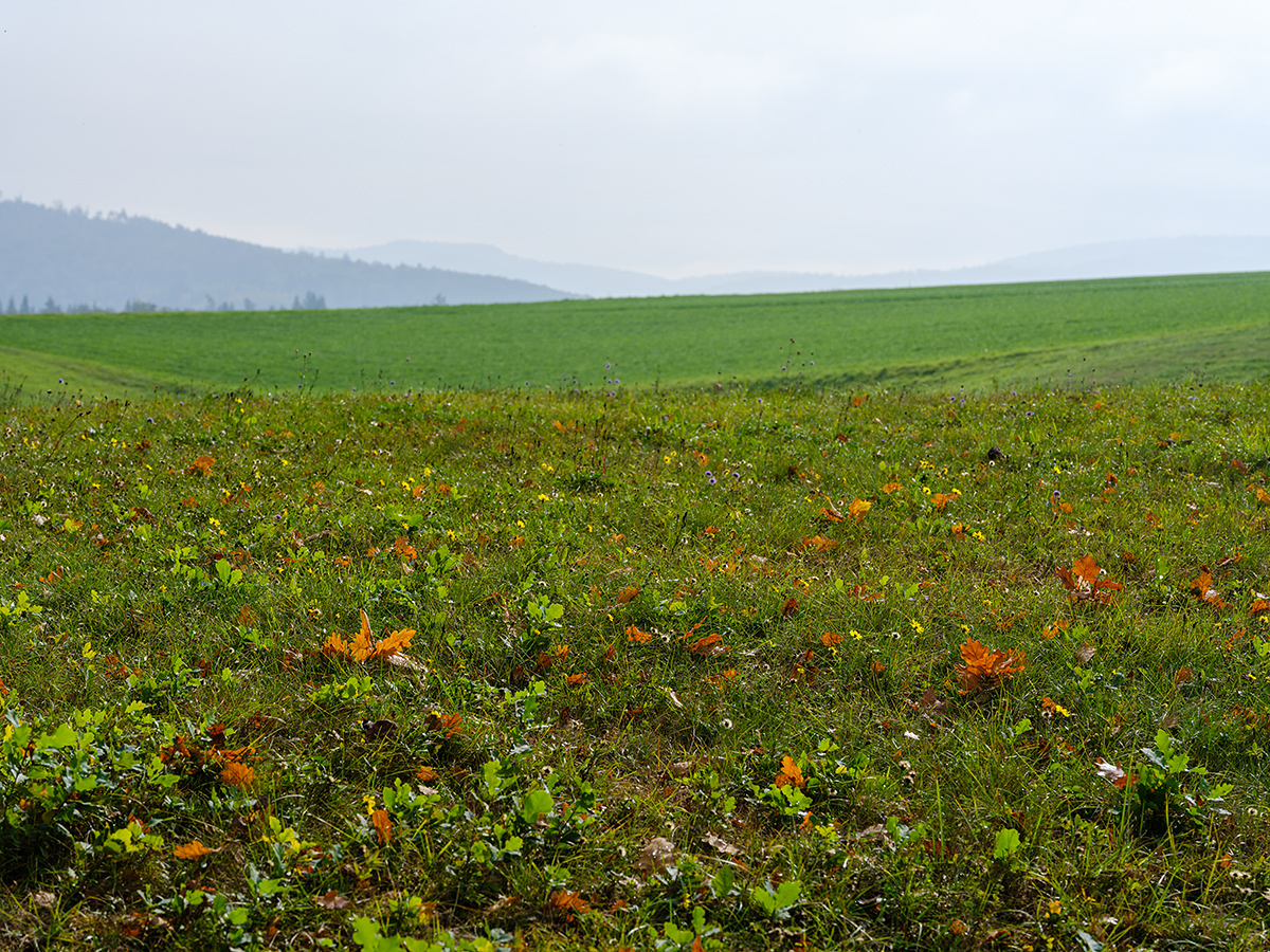 Herbst_DSF4639.jpg