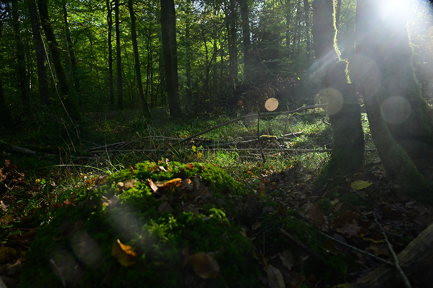 Herbst_Hardtwald_Zf_ZF11972.jpg