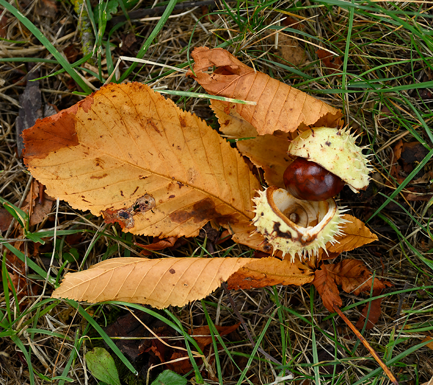 Herbst_Kastanie_ZF11841.jpg