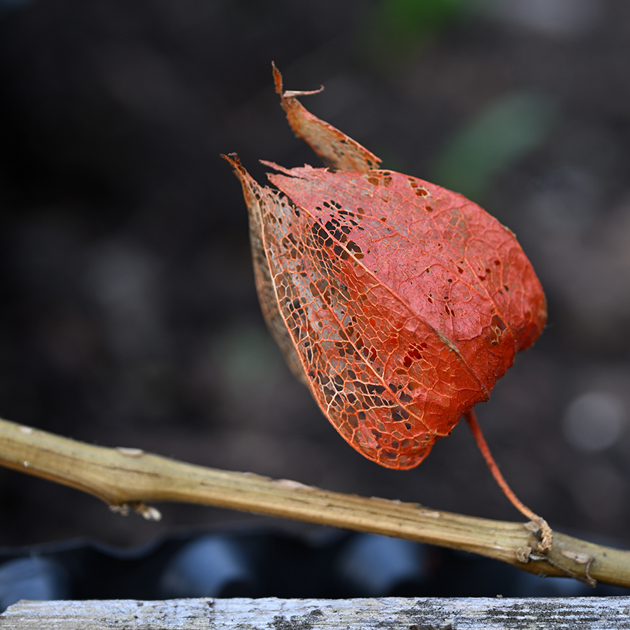 Herbst_Physalis_ZF11873.jpg