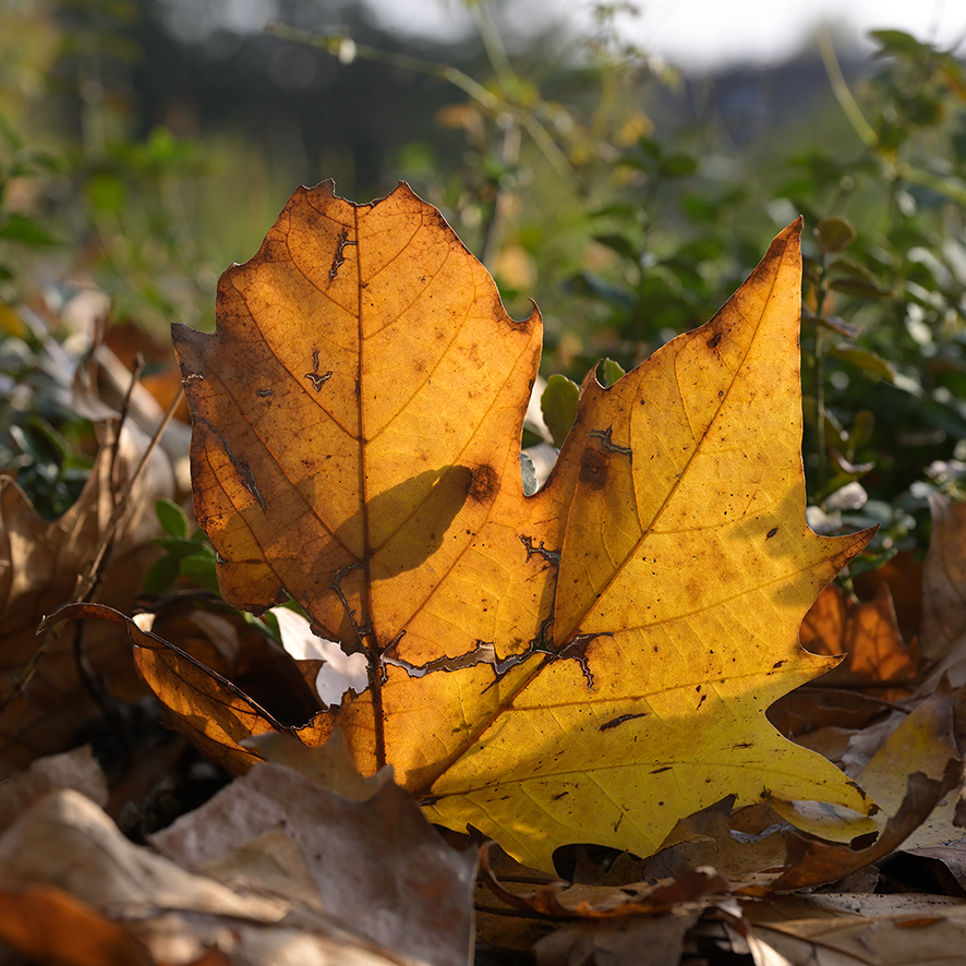 Herbst_Schillerhöhe_Z810860.jpg