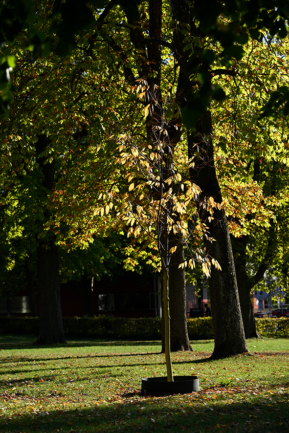Herbst_Schillerhöhe_ZF11897.jpg